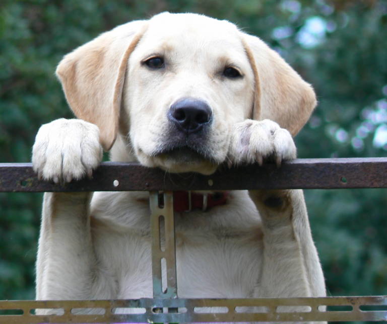 Dog with front paws on top of fence