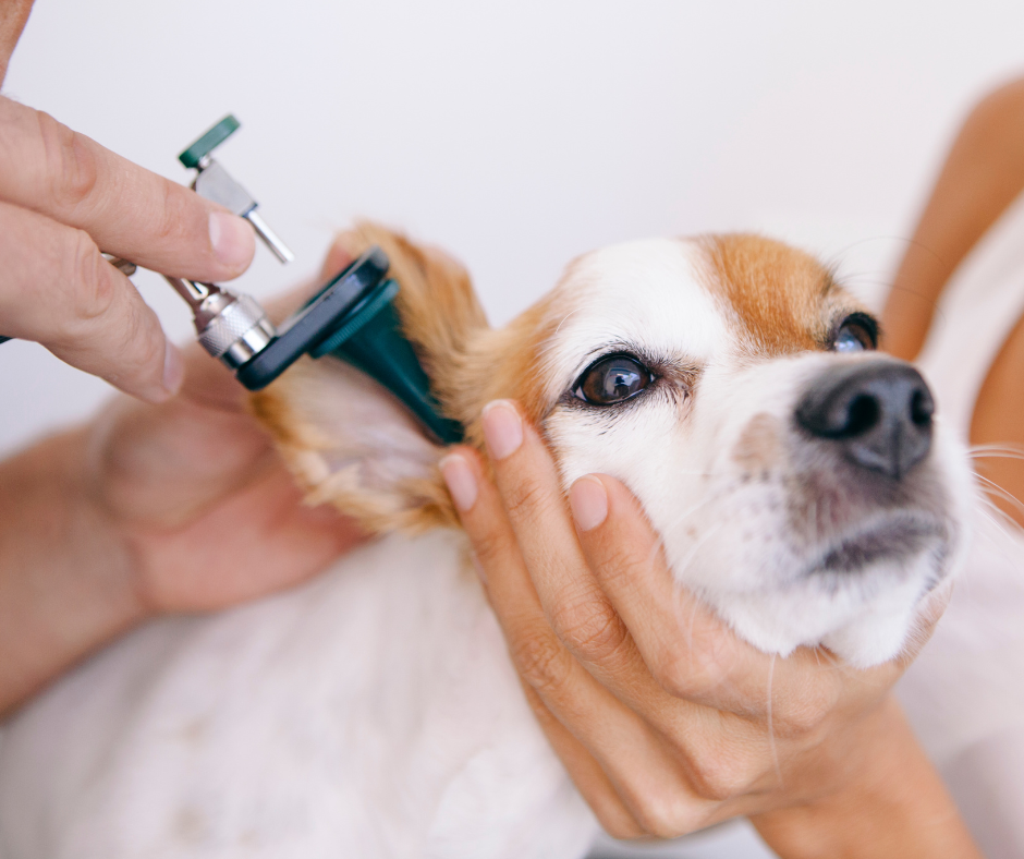 Dog getting ears checked