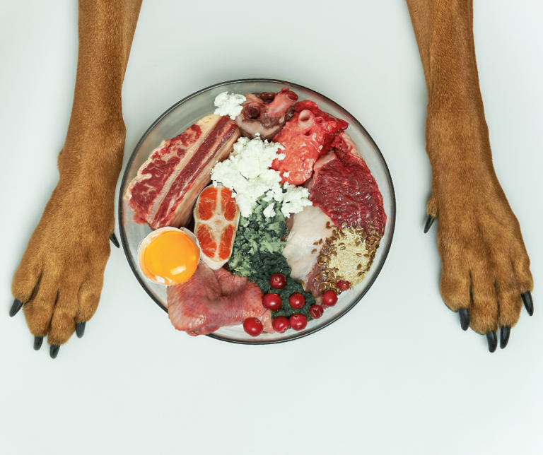 dog raw food bowl